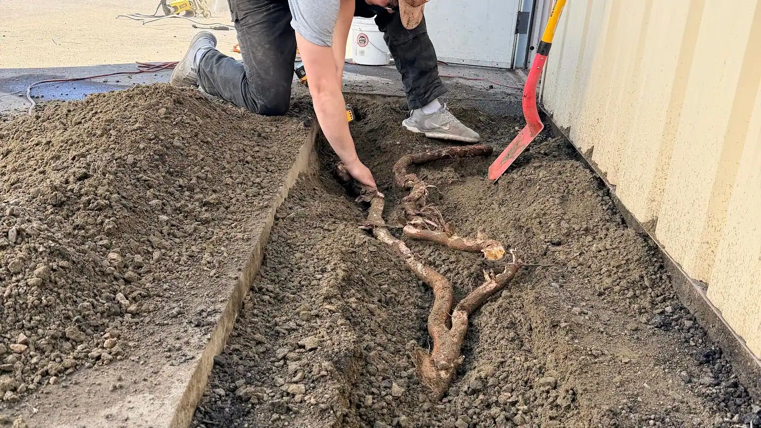 Pulling a tree root out of a dirt strip beside a garage