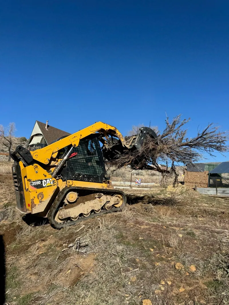 A skid steer with a grapple pulling out a tree by the roots