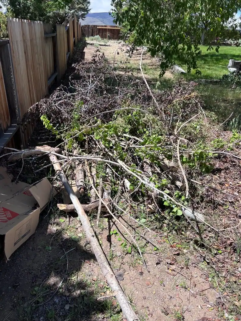 Cut branches piled along a backyard fence
