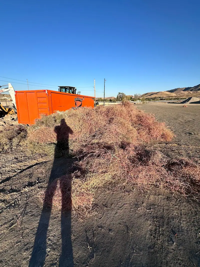 A pile of tumbleweeds in front of a roll-off dumpster