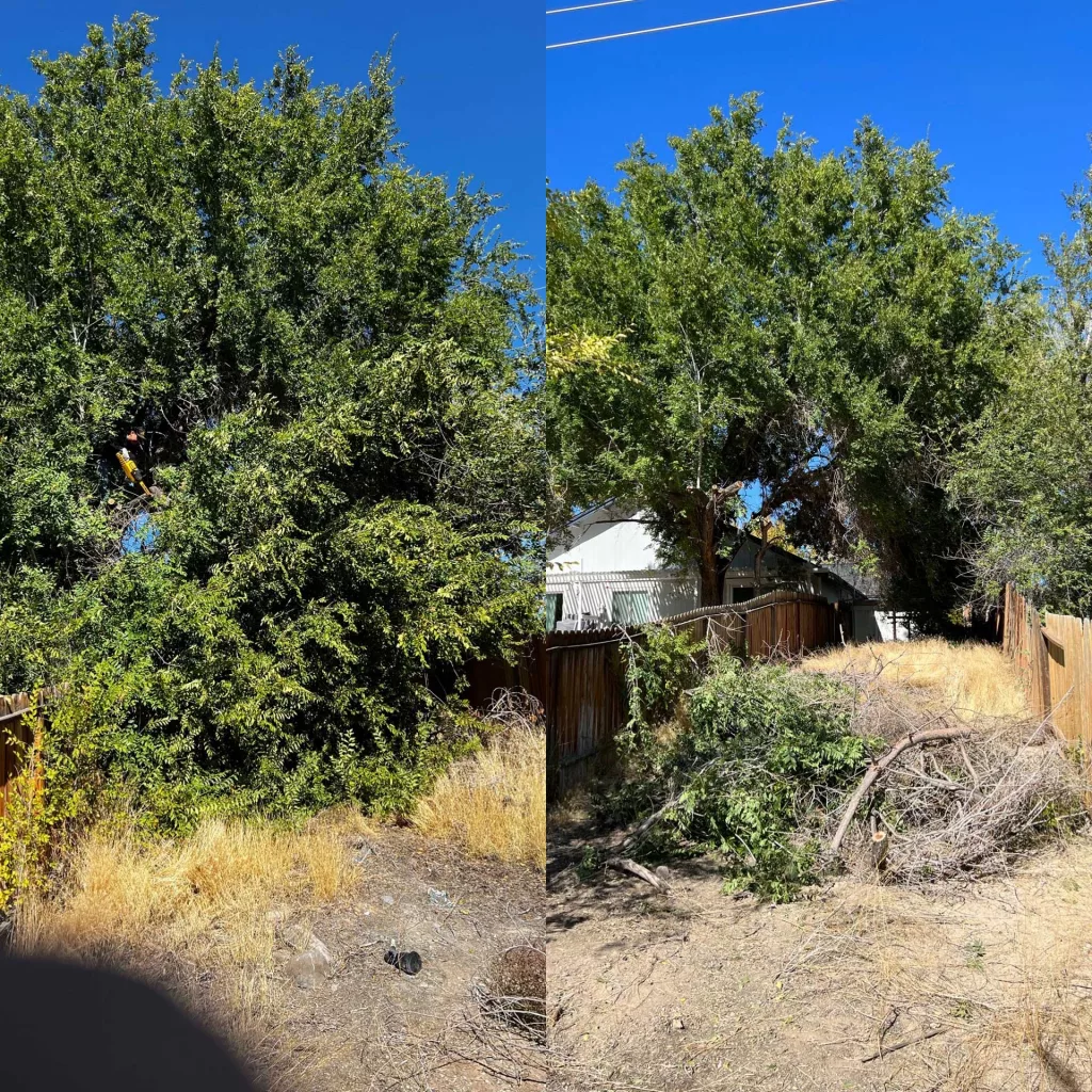 Tree trimming before and after comparison